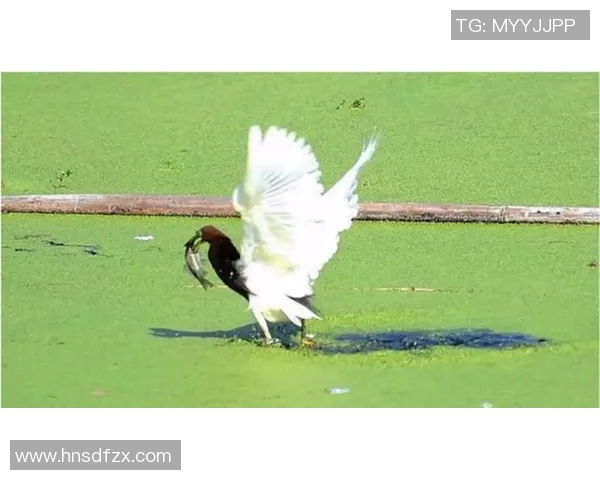 鸟栖鸟栖对决清水心跳直播精彩瞬间全程回顾与分析